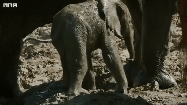 Baby Elephant Climbs Out