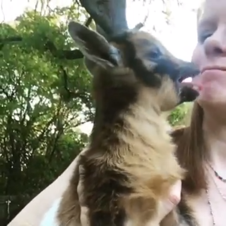 A Little Baby Goat Loudly Objects to Being Kissed
