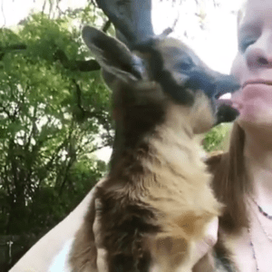 Baby Goat Objects to Kiss