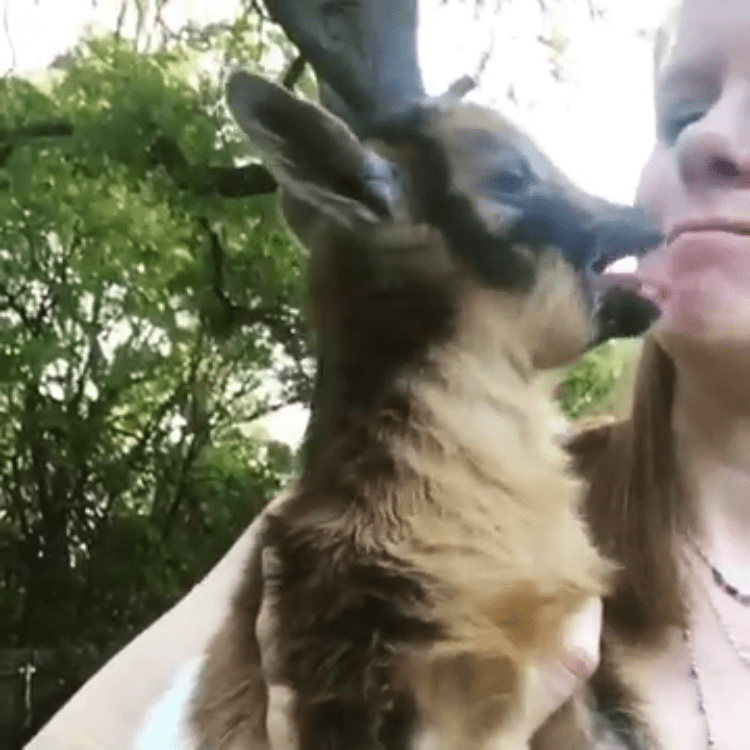 Baby Goat Objects to Kiss