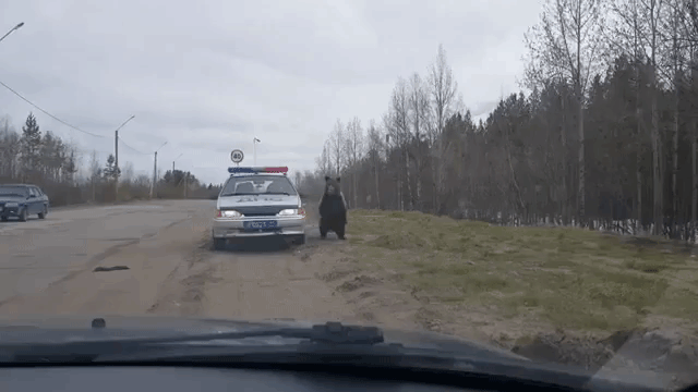 Bear Investigates Car
