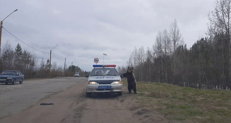 Bear Investigating Police