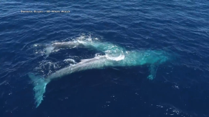 Blue Whale Baby and Mum