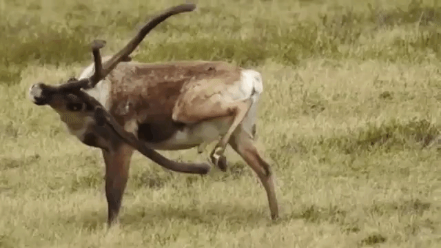 Bull Caribou Scratches Hoof With Antler