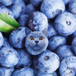 Cats in Food Blueberry