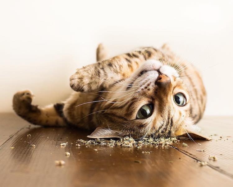 Cats-on-Catnip.jpg