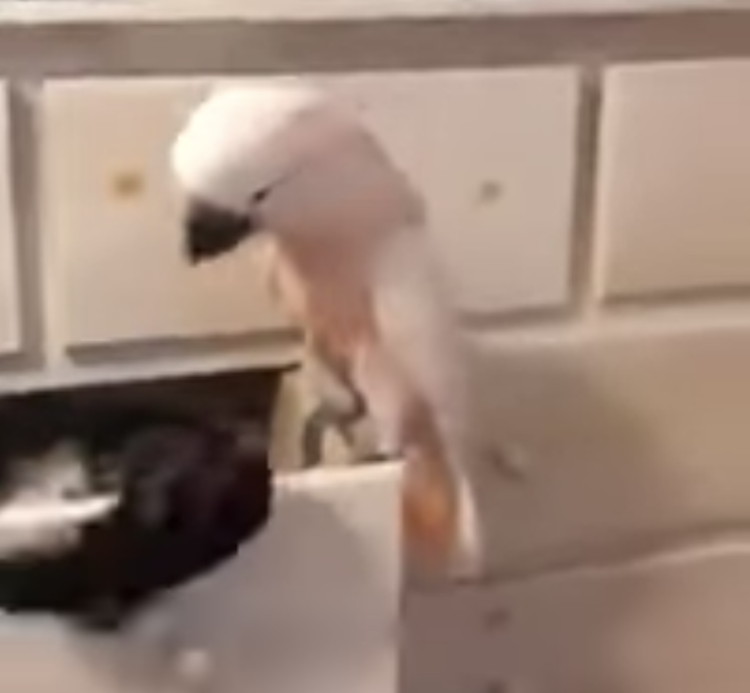 Cockatoo-Removes-Socks.png