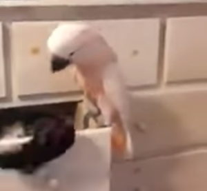 Cockatoo Removes Socks