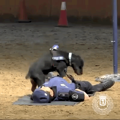 Dog Doing CPR in Madrid