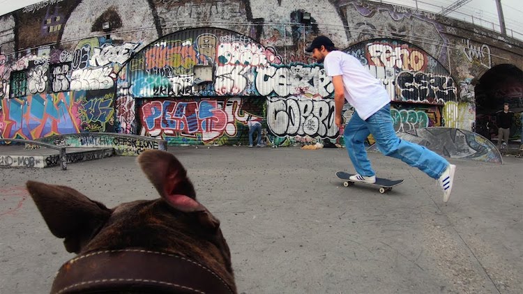 Fatman the Dog Follow Cam Skateboard
