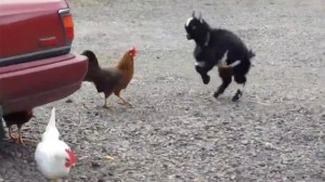 Goat and Chicken Face Off