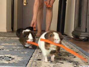 Guinea Pig Carrot March