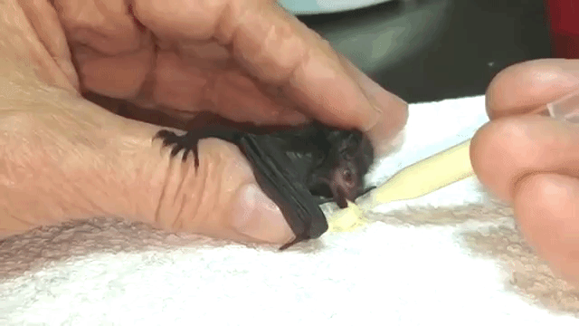Hand Fed Baby Bat