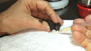 Hand Feeding Baby Bat