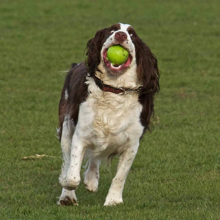 Blind on sale dog fetch