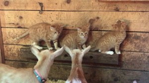 Kittens and Goats