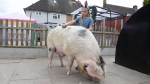 Little Girl Big Pig Friendship