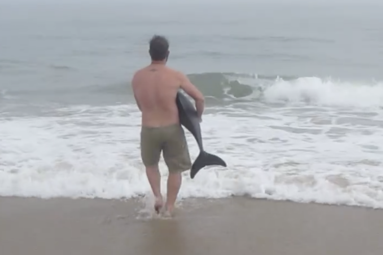 Man-Returns-Dolphin-Back-to-Sea.png