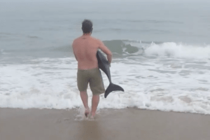 Man Returns Dolphin Back to Sea