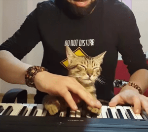 Musical Cat Piano Keys