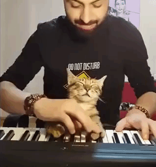 Pianist and Cat Making Music Together