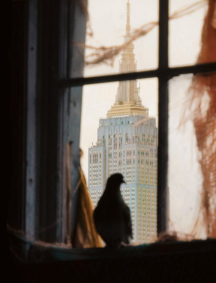 Pigeons of NYC 5
