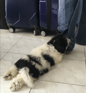 Puppy Doesn't Want Human to Leave