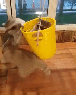 Raccoons Play in Bucket