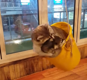 Raccoons in a Bucket Swing