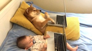 Shiba inu and Baby Leo Watch Netflix