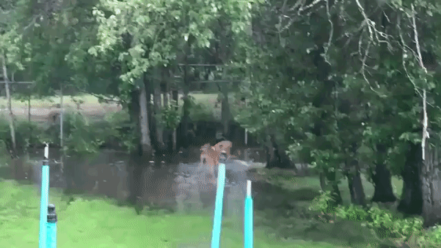 Three Playful Deer Romp In Backyard Puddle