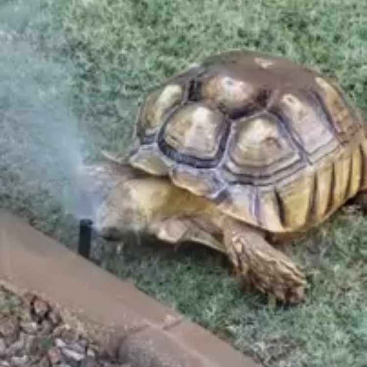 Tortie-Sprinkler-Soak.png