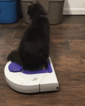 Ventia the Cat on Robotic Vacuum