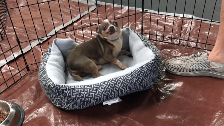 Chihuahua Freddie New Bed