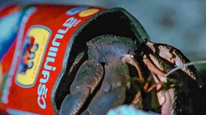 Hermit Crab in Tin Can
