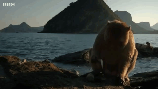 Macaque Thailand Use Rocks to Open Shellfish