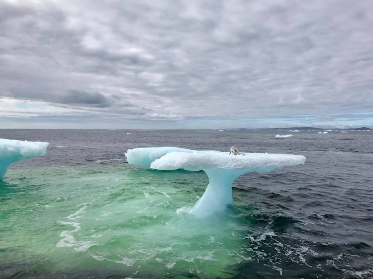 Artic-Fox-Stranded-on-Iceberg.jpg