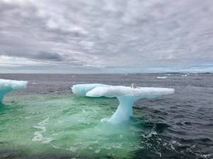 Artic Fox Stranded on Iceberg