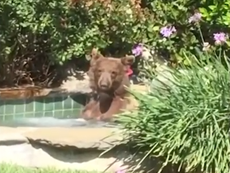 Bear in Hot Tub