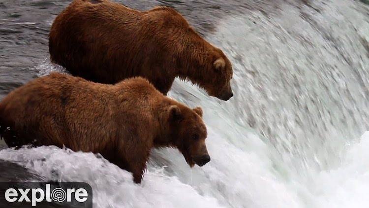 Bears Salmon Fishing Live Stream