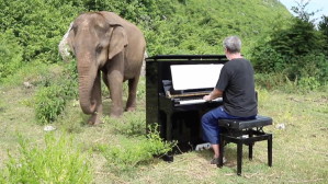 Blind Elephant Piano