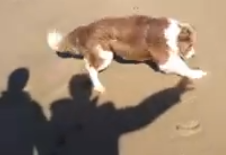 Border-Collie-Chases-Shadow-on-Beach2.pn