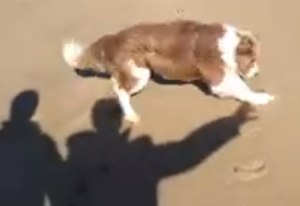 Border Collie Chases Shadow on Beach