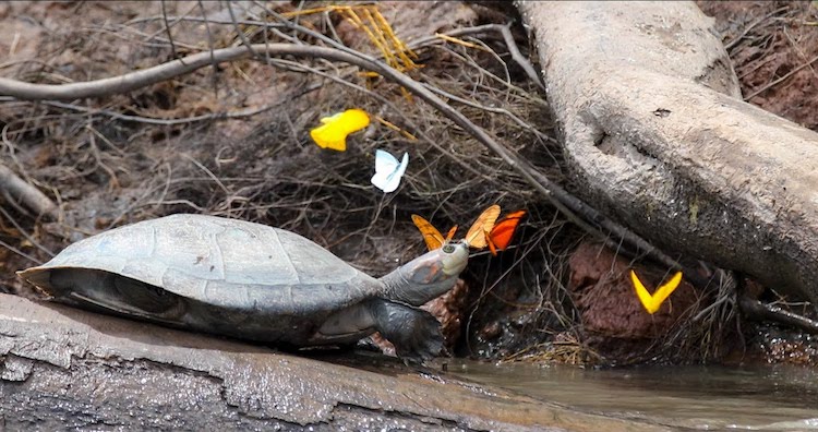 Butterflies-Drinking-Tears-of-Turtles.jp