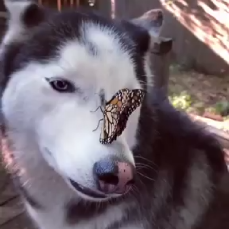 Butterfly-Lands-on-Husky-Nose.png