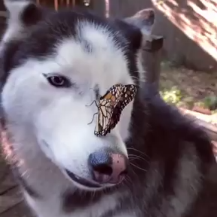 Butterfly Lands on Husky Nose
