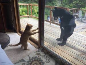 Cat Confronts Bear