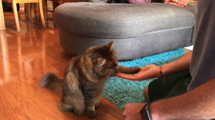 Cat-Handshake.png