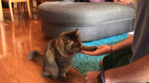 Cat Handshake