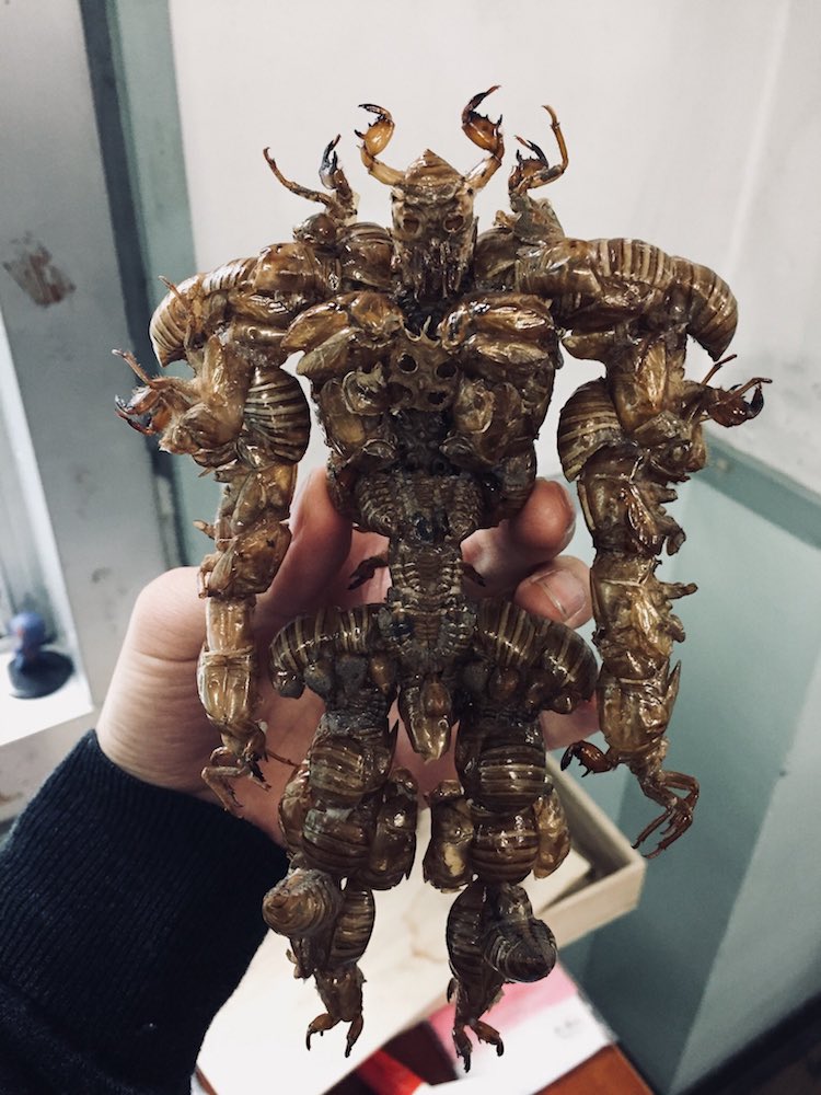 Cicada Shell Superhero